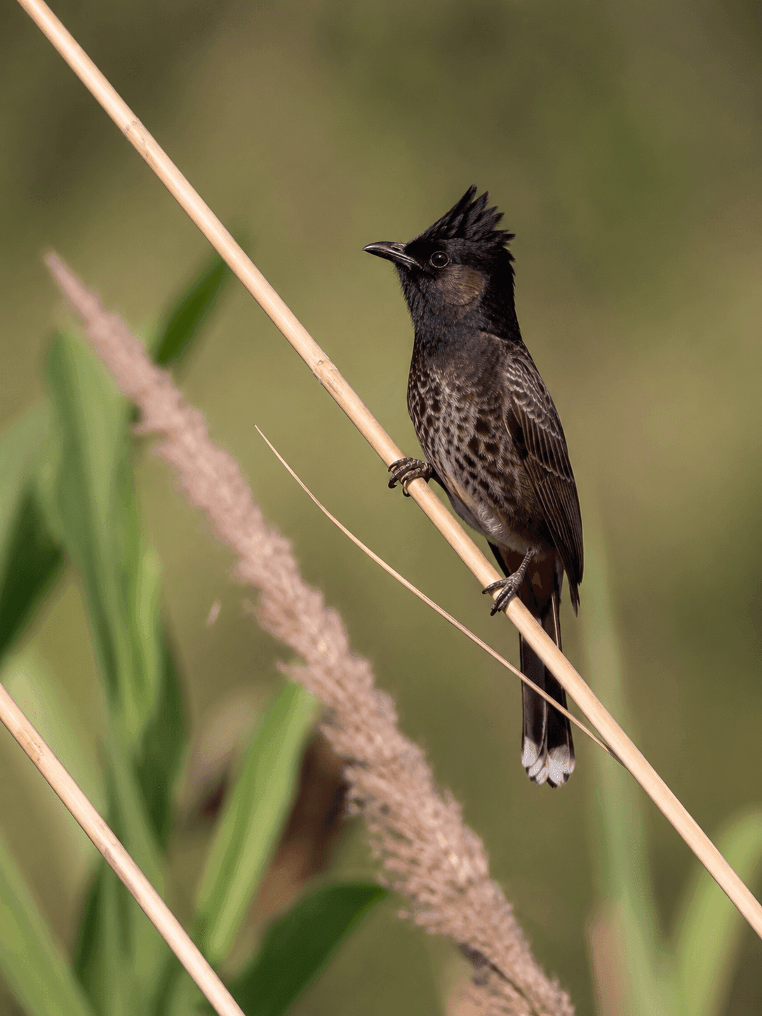 bird-1.png