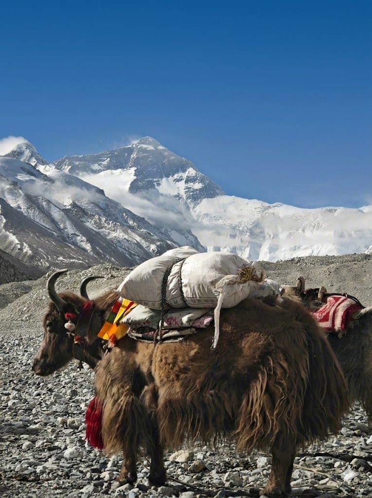 yak-mustang-1.jpeg